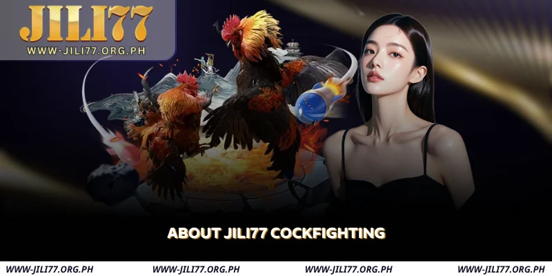 about-jili77-cockfighting